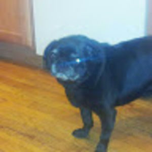 Meet your Posher, Peter